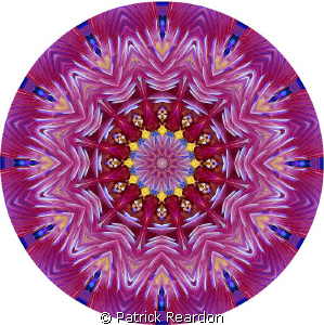 Kaleidoscopic image created from a photo of a featherdust... by Patrick Reardon 